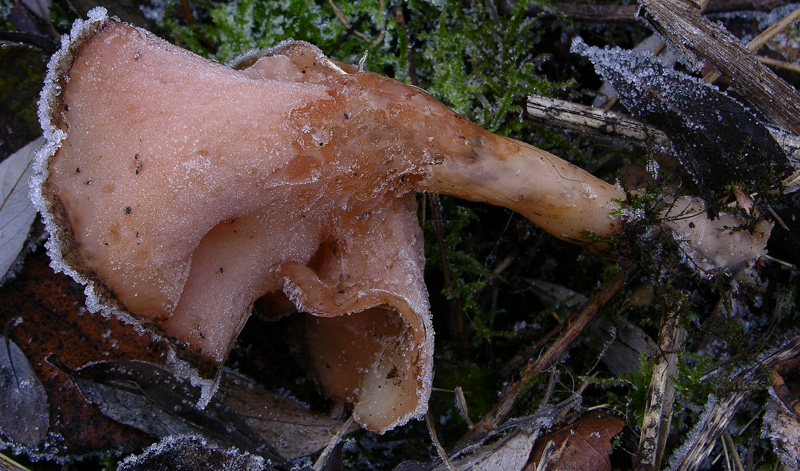 A caccia di Pleurotus.....parte2.